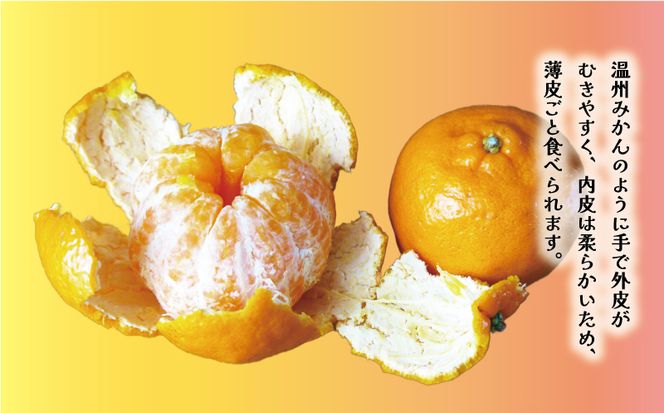 先行予約 訳あり ポンカン 5kg 7000円 ぽんかん みかん mikan 蜜柑 わけあり ミカン 家庭用 産地直送 国産 農家直送 防腐剤不使用 糖度 期間限定 数量限定 特産品 ゼリー ジュース アイス 人気 限定 甘い 果実 果肉 フルーツ 果物 柑橘 先行 事前 予約 受付 ビタミン 健康 美味しい おいしい ジューシー さわやか サイズ ミックス 八百みかん農園 愛南町 愛媛県