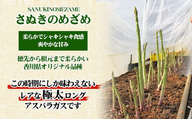 アスパラガス さぬきのめざめ 香川県オリジナル品種 極太 50cm × 5本 ロングアスパラガス 天ぷら バター炒め サラダ 肉巻き ベーコン巻き グリル アスパラ 野菜 冷蔵 ギフト 五色青果 香川県 東かがわ市 46311379