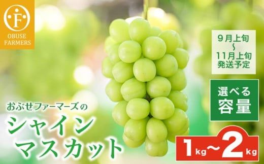 シャインマスカット 約1kg 約2kg 選べる内容量 ［おぶせファーマーズ］ 果物 フルーツ ぶどう 葡萄 数量限定 先行予約 長野 信州 令和8年産 【2026年9月上旬～11月上旬発送】