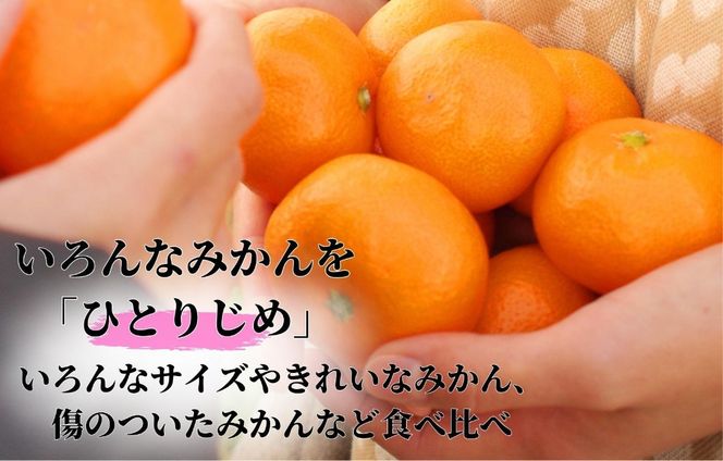 みかん ひとりじめ 箱込 約1kg(内容量約 0.9kg) サイズミックス 和歌山県産 産地直送 家庭用【みかんの会】 AX386