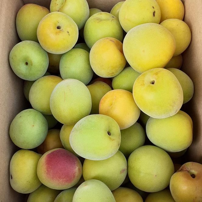 青梅 約3kg 訳あり 紀州南高梅 シロップ・梅酒・梅干し用など 和歌山県有田産 2026年5月下旬～7月上旬発送予定   CE060