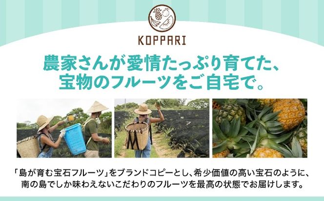 【予約受付】【定期便】石垣島産 パイナップル 3回 定期 3種 計6玉【2026年 5月頃・6月・7月頃お届け】 ふるさと納税 パイナップル パイン フルーツ 果物 果実 定期便 定期 3回 3か月 沖縄県 石垣市 石垣島 産地直送 ふるさと 人気 KP-017-t03