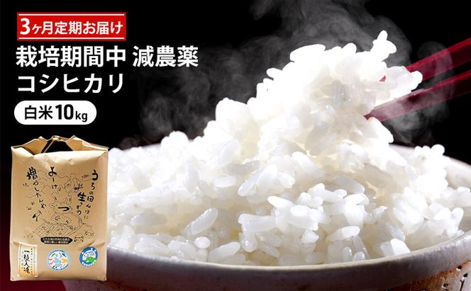 栽培期間中 減農薬コシヒカリ 白米10kg 3ヶ月定期お届け お米ブランド米 精米 ご飯 おにぎり お弁当 和食 福井県認証特別栽培米 粘り 香り 旨み つや 