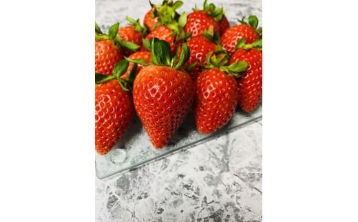 【先行予約】【２０２７年１月下旬～３月下旬に随時発送】 朝摘み　旬いちご 約300ｇ×4パック