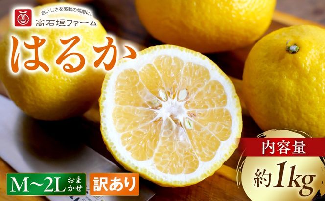 訳あり はるか 1kg M～2Lサイズおまかせ 高石垣ファーム   K017