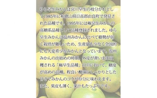 【2026年先行予約】紀州和歌山有田産ゆら早生みかん 5kg