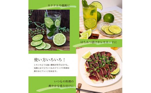 【CF-R7hbk】TSF001-1　タヒチライム 約1.5kg ライム 国産 種なし 柑橘類 かんきつ類 防腐剤不使用 ノーワックス 新鮮 冷蔵 家庭用 果物 くだもの フルーツ 芸西村 高知県産