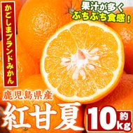 数量限定！鹿児島県産紅甘夏みかん(約10kg・28玉～32玉)国産 果物 フルーツ【鹿児島いずみ農業協同組合】akn018-05
