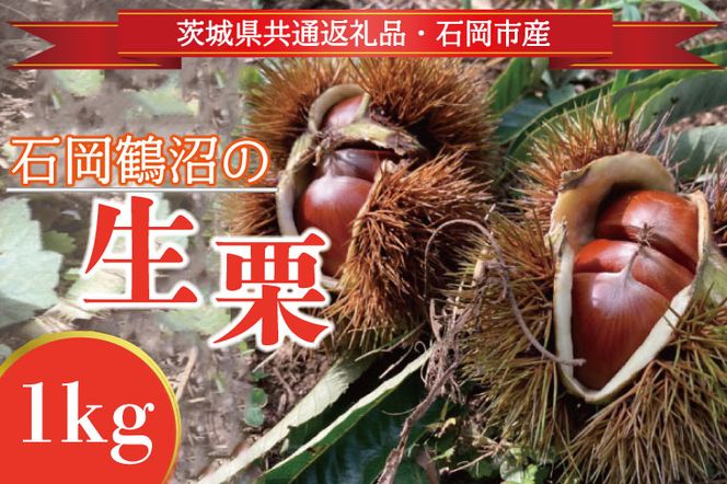 【先行予約】【2026年9月中旬より順次発送】石岡鶴沼の生栗 1kg（茨城県共通返礼品・石岡市産）｜茨城県 行方市 栗 生栗 秋 旬 無農薬(ER-1-1)
