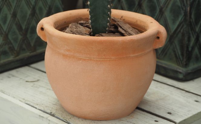 植物 サボテン 鉢植え 柱サボテンの鉢植え つぼ丸型 鉢 17cm インテリア グリーンインテリア グリーンアイテム ベランダ 庭 ガーデン ガーデニング ドライガーデン 