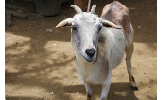 白鳥動物園（ペア）チケット 入場券 優待券 