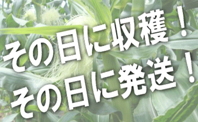 【2026年夏発送】生で食べられる！とうもろこし 富良野産 ゴールドラッシュ 5本 とうきび 野菜