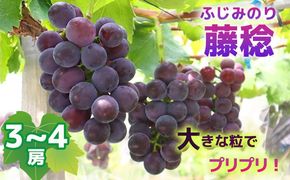 【2025年収穫】藤稔(ふじみのり）3~4房