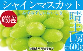 ぶどう 2026年 先行予約 シャイン マスカット 晴王 1房 約600g ブドウ 葡萄  岡山県産 国産 フルーツ 果物 ギフト 