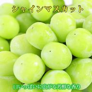 紀州有田産シャインマスカット　約1.2kg【先行予約】【2026年8月下旬以降発送予定】AN023 