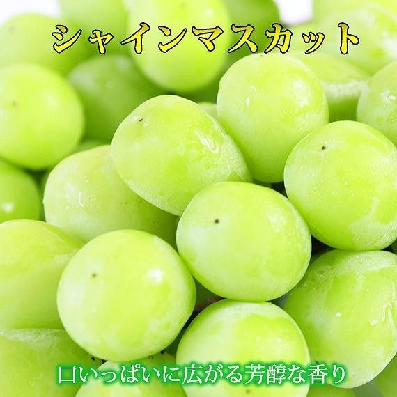 紀州有田産シャインマスカット　約1.2kg【先行予約】【2026年8月下旬以降発送予定】AN023 