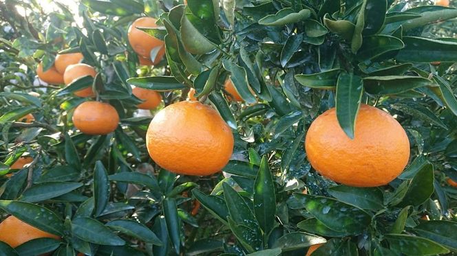 yQɕzystzyʌzypzƂiʁj3kgi2026N2菇j IKTQ009