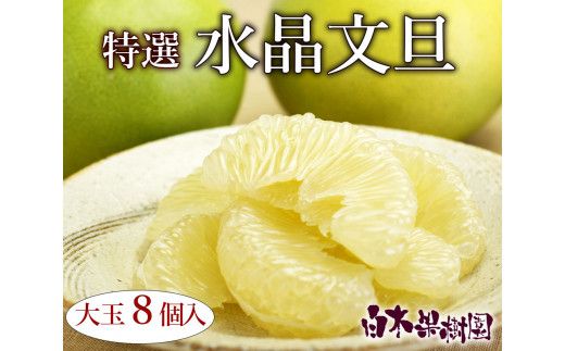 【先行予約】高知県産水晶文旦 特選ご贈答用 特大7個もしくは大玉8個〈2026年10月上旬～11月上旬頃発送〉【白木果樹園】 [BQAI018]