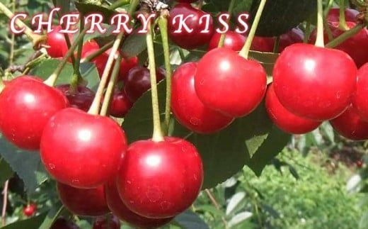 ブラムリージャム・チェリーキッスジャムのセット 140g × 各1個 計2個 ［小布施屋］ ジャム 詰合せ 食べ比べ 味比べ 味くらべ りんご 林檎 さくらんぼ ギフト 贈り物 お取り寄せ 瓶 長野県 信州 小布施 ［H-65］