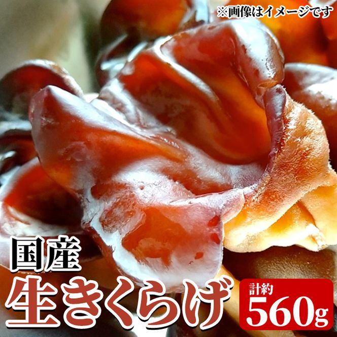 国産生きくらげ(約80g×7P・計約560g) 国産 阿久根市産 きくらげ 木耳 キクラゲ 生きくらげ 食物繊維 ビタミンD 【竹ん子山】akn097-17