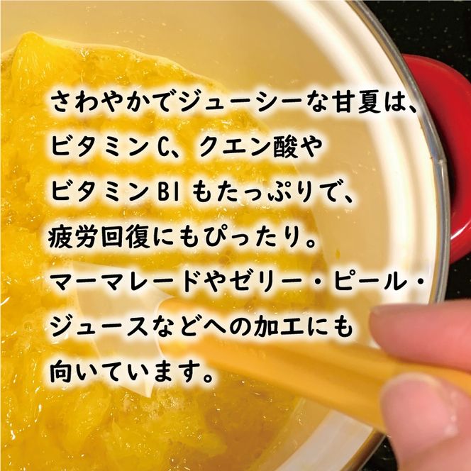 先行予約 訳あり 甘夏 10kg 7000円 樹齢25年 以上 みかん mikan 蜜柑 わけあり あまなつ 夏みかん グレープフルーツ だいだい 家庭用 事前 予約 受付 産地直送 国産 農家直送 糖度 期間限定 数量限定 特産品 ゼリー マーマレード ピール ジュース デザート 人気 限定 おいしい 果実 果肉 フルーツ 果物 柑橘 美味しい サイズ ミックス 減農薬 くらもとファーム 愛南町 愛媛県
