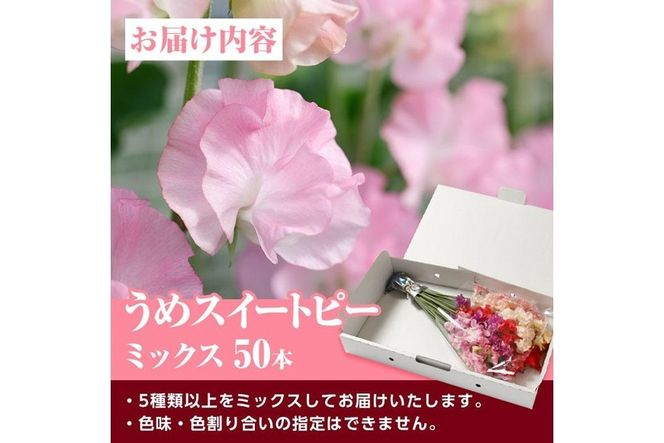 ＜農家直送＞スイートピー ミックス (50本) 期間限定 花 切り花 生花 九州産 国産 大分県 佐伯市 宇目 清幸農園【BZ61】【清幸農園(有)】