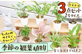 【お部屋にちょうどいい】観葉植物お試し3点セット｜専門店が選ぶ“はじめてのグリーン”【京都・京丹後】　YE00004