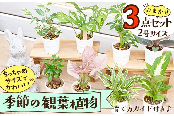 ys{Oszyɂ傤ǂzϗtA3_ZbgbXIԁg͂߂ẴO[hysEOz@YE00004