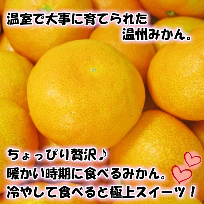 【6月発送】【特選】【赤秀】ハウスみかん 和歌山有田 約2.5kg （S～Lサイズ混合）