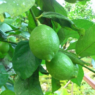 【国産】紀州和歌山 有田レモン 3kg+200g(傷み補償分)