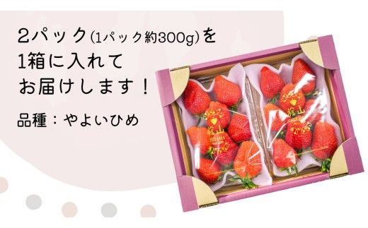 「食べチョクいちごグランプリ2026」味わい部門「ザ・ジューシー賞」受賞 やよいひめ ( 2パック ) 特大 デラックス サイズ 【 2027年1月から発送開始 】  （常陸太田市 共通返礼品 ) 約 300g × 2 パック やよいひめ ヤヨイヒメ 弥生姫 いちご 数量限定 果物 くだもの フルーツ 苺 イチゴ 期間限定
