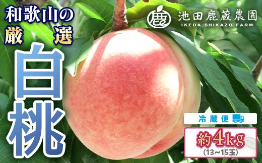 白桃 約4kg（13～15玉）和歌山県産 厳選 化粧箱入り ｜ 白鳳・清水白桃・川中島・もも・はくとう【化粧箱入り】 ※北海道・沖縄・離島への配送不可 ※2026年7月上旬～7月下旬頃に順次発送予定