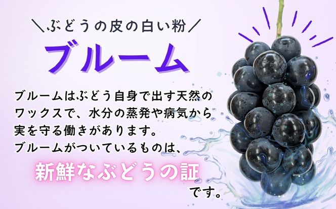 【先行予約】 ナガノパープル 2房  （約1kg） 《 2026年10月〜発送 》 （Bv-001）