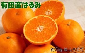 【厳選・濃厚】紀州有田産のはるみ約5kg（M～Lサイズおまかせ） ※2027年1月下旬～2027年2月中旬頃順次発送（お届け日指定不可）【tec914B】