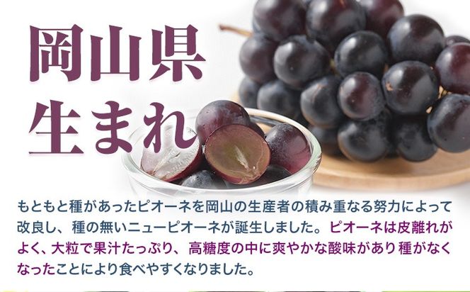 【ふるさと納税】【先行予約】 岡山県産 ニューピオーネ 2房 480g以上 露地栽培 有限会社ホーティカルチャー神島《9月中旬-10月下旬頃出荷》岡山県 笠岡市 葡萄 果物 厳選出荷 スイーツ フルーツ デザート 種なしぶどう【配送不可地域あり】---H-78---