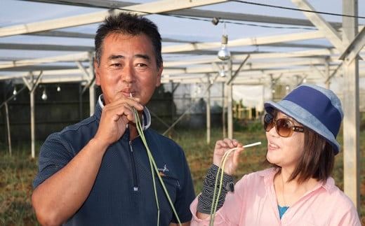 沖縄県八重瀬町産 島らっきょう約2kg