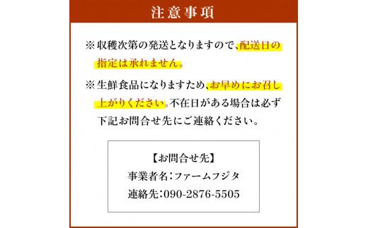 【2026年9月下旬以降発送】千両梨 10kg箱(22玉前後)北海道産 余市町産 シャキシャキとした食感とサッパリとした甘みが特徴 季節限定 千両梨 季節の味覚 10kg 箱 梨 ほぼ余市町でしか生産されていない 果物 フルーツ 贈り物 ギフト フルーツギフト お取り寄せ 北海道 余市町産 送料無料_Y015-0035