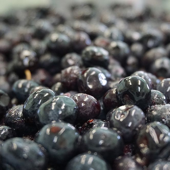 北海道 仁木町産 冷凍 ブルーベリー 250g×4袋 [ 北海道産 国産 ベリー フルーツ 果樹 くだもの 果物 冷凍果実 ]