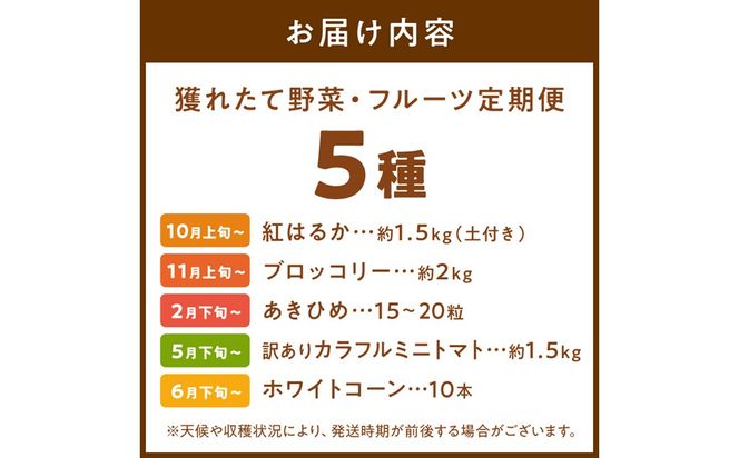 まつみやファーム獲れたて野菜・フルーツ5種定期便 ふるさと納税 果物 くだもの フルーツ ふるーつ 野菜 やさい 芋 穀物 紅はるか さつまいも いちご イチゴ 苺 ホワイトコーン 農家応援 生産者応援 送料無料　MY00022
