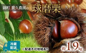 栗 草生栽培で育てた賀久農園の球磨栗 約1.9kg  2026年発送 配送不可 離島 果物類 くり 