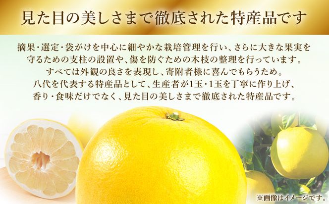 【先行予約】八代特産 晩白柚　秀Lサイズ 2玉 ばんぺいゆ 柑橘 果物 くだもの フルーツ 特産品 熊本県 八代市【2026年12月上旬より順次発送】