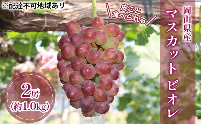 【2026年先行予約】 ぶどう 岡山県産 皮ごと 食べられる マスカット ビオレ 種無し 約1.0kg（2房）   《2026年9月下旬-10月下旬頃出荷》 葡萄 ブドウ フルーツ 果物 数量限定 期間限定 岡山 里庄町