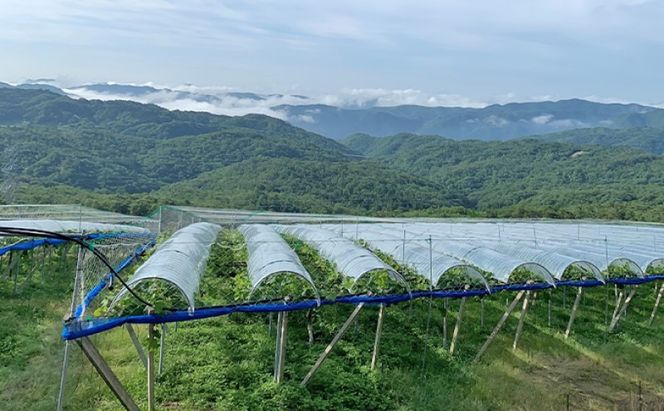 ぶどう 【2026年 先行予約】 訳あり ご家庭用 ピオーネ 4kg(5～8房) 葡萄 フルーツ 岡山 高梁市産 こあに葡萄園