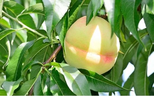 敷島堂 飲む 岡山清水白桃ジュレ 6本入 [№5735-0912]