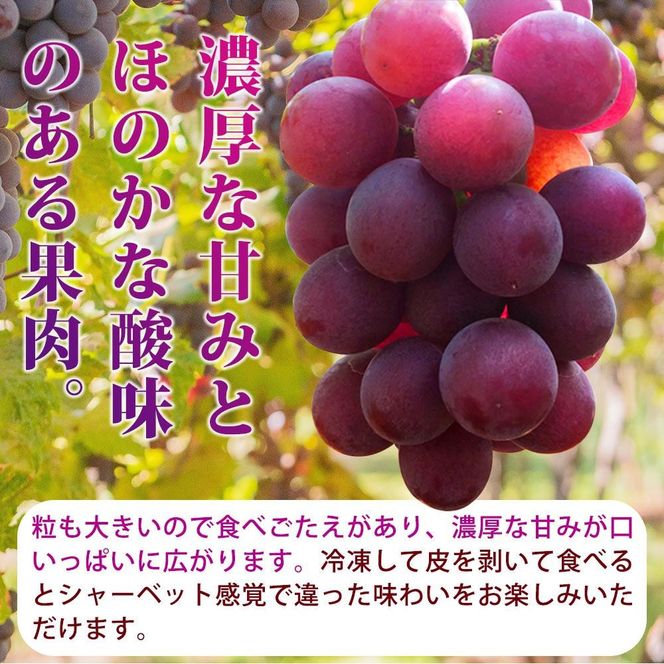 紀州有田産の巨峰ぶどう約３kg【先行予約】【2026年8月下旬以降発送予定】AN020