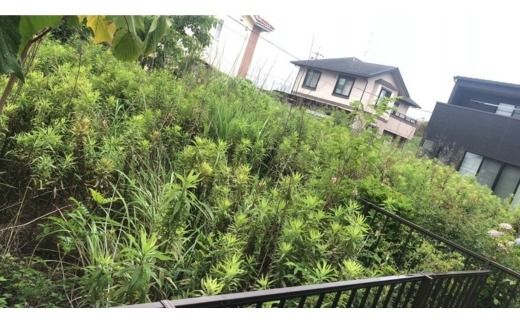 〈岐阜県瑞穂市内利用限定〉草刈り・庭管理サービス　200㎡｜掃除 清掃 掃除代行 代行サービス 草刈り 庭 実家 空き家 岐阜 瑞穂市