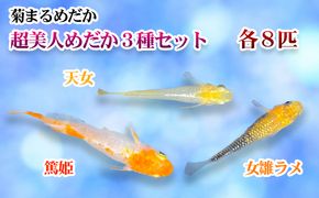 菊まるめだかの【超美人めだか３種セット】計24匹 生き物 メダカ お魚 ペット 