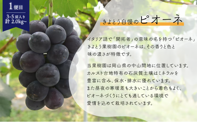 【2026年先行予約】ピオーネとシャインマスカット、たっぷり2kgの2回便！(定期便) (岡山県産)【KF-T005-04】