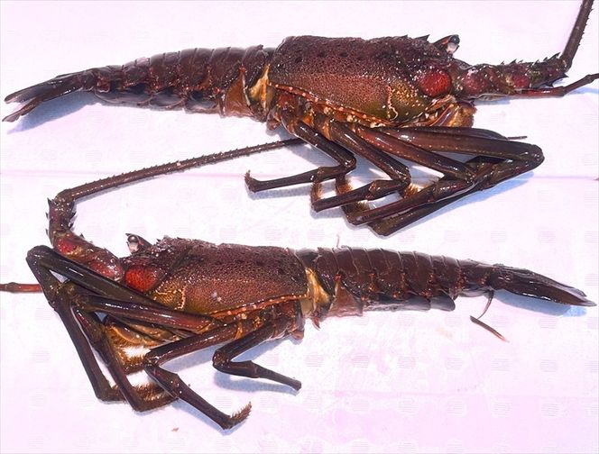 169-58-001　【茨城県産ブランド】常陸乃国いせ海老ステーキ【 伊勢海老 茨城県 日立市 】