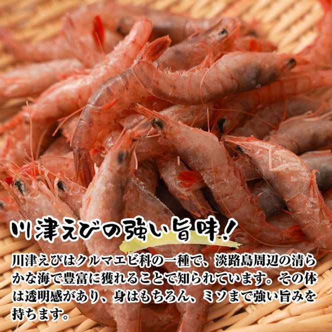 淡路島産 活川津エビ 800g　　[えび 海老]